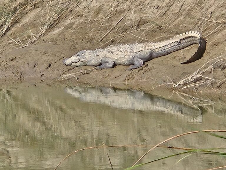 Surya Sainik School Dudhwa tiger reserve